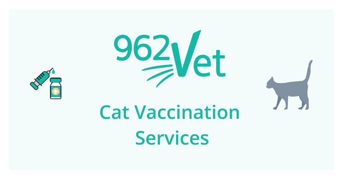 962Vet - Cat and Kitten Vaccination